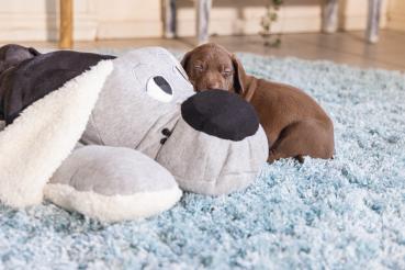 Preview: Kuschelhund XXL - 70 x 40 cm